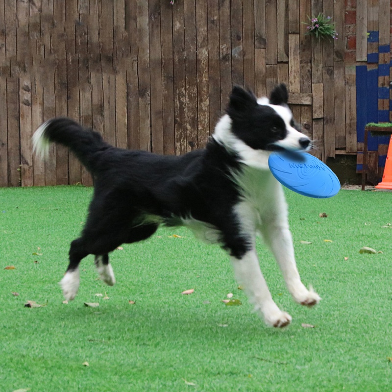 Bite Resistant Flying Disc Toy - Flying Disc Dog Training Toy review and price