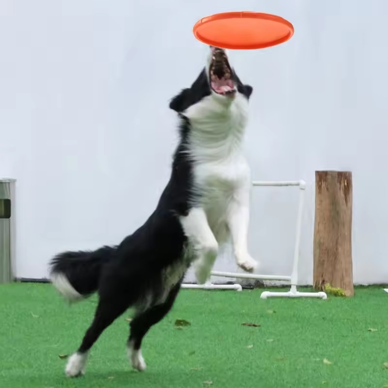 Interactive Silicone Flying Sa - Flying Disc Dog Training Toy review and price