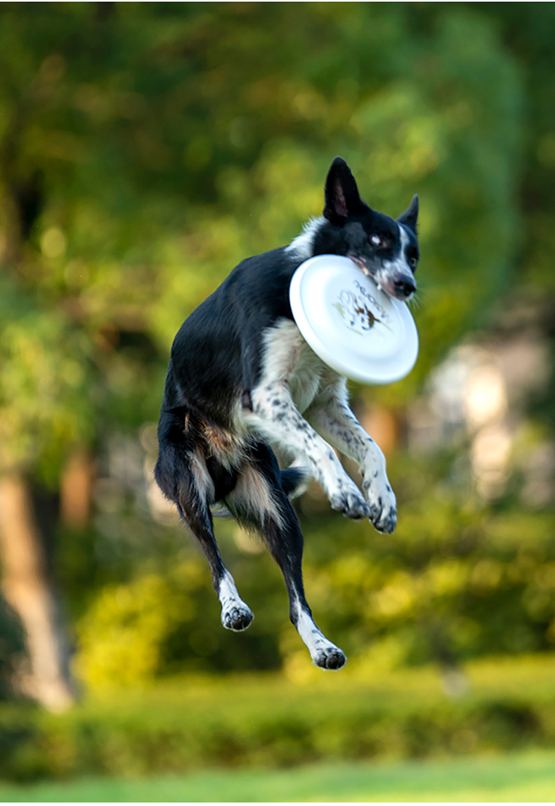 OUZEY Bite Resistant Pet Train - Flying Disc Dog Training Toy review and price