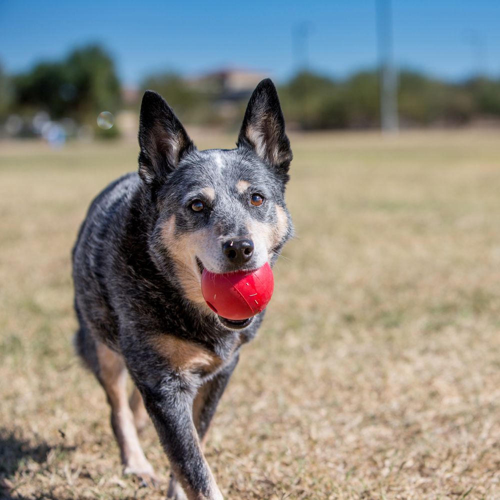 KONG Ball Dog Toy M/L - Indestructible Dog Chew Toy review and price